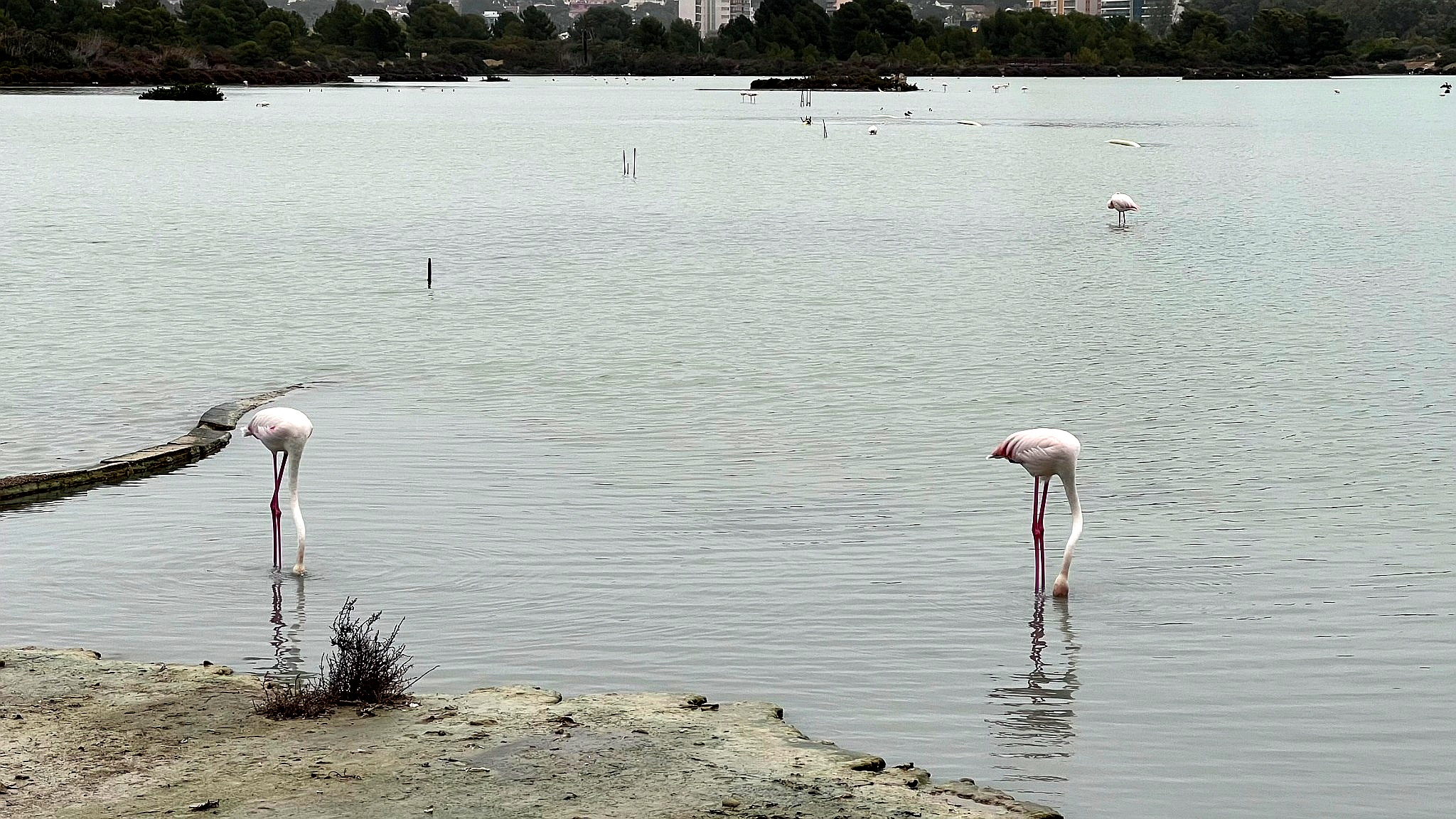 Flamingos am Salzsee in Calpe