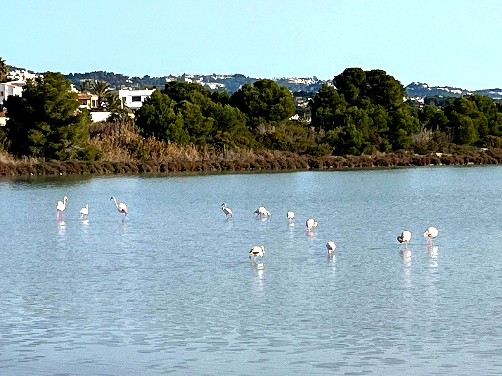 Natur am Salzsee in Calpe